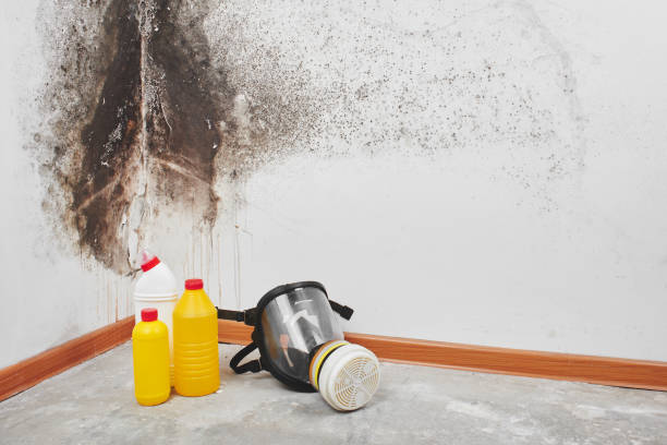 Best Black Mold Remediation in Newton, MA