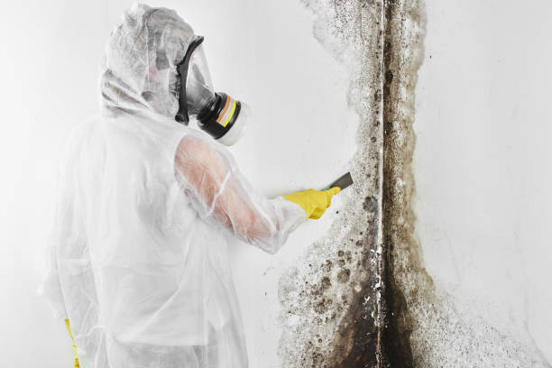Best Localized Mold Remediation (e.g., coastal areas, humid climates) in Newton, MA