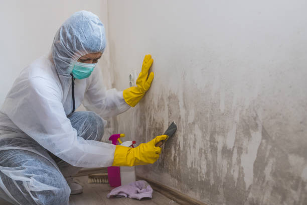 Best Post-Flood Mold Remediation in Newton, MA