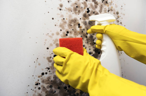  Newton, MA Mold Removal Pros